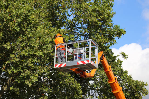 Best Fruit Tree Pruning  in Hopewell, NJ