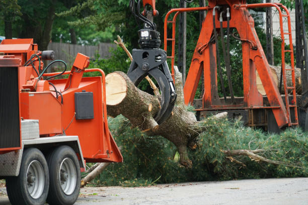 Best Palm Tree Trimming  in Hopewell, NJ