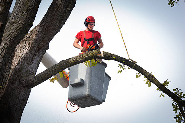 Best Tree Mulching  in Hopewell, NJ